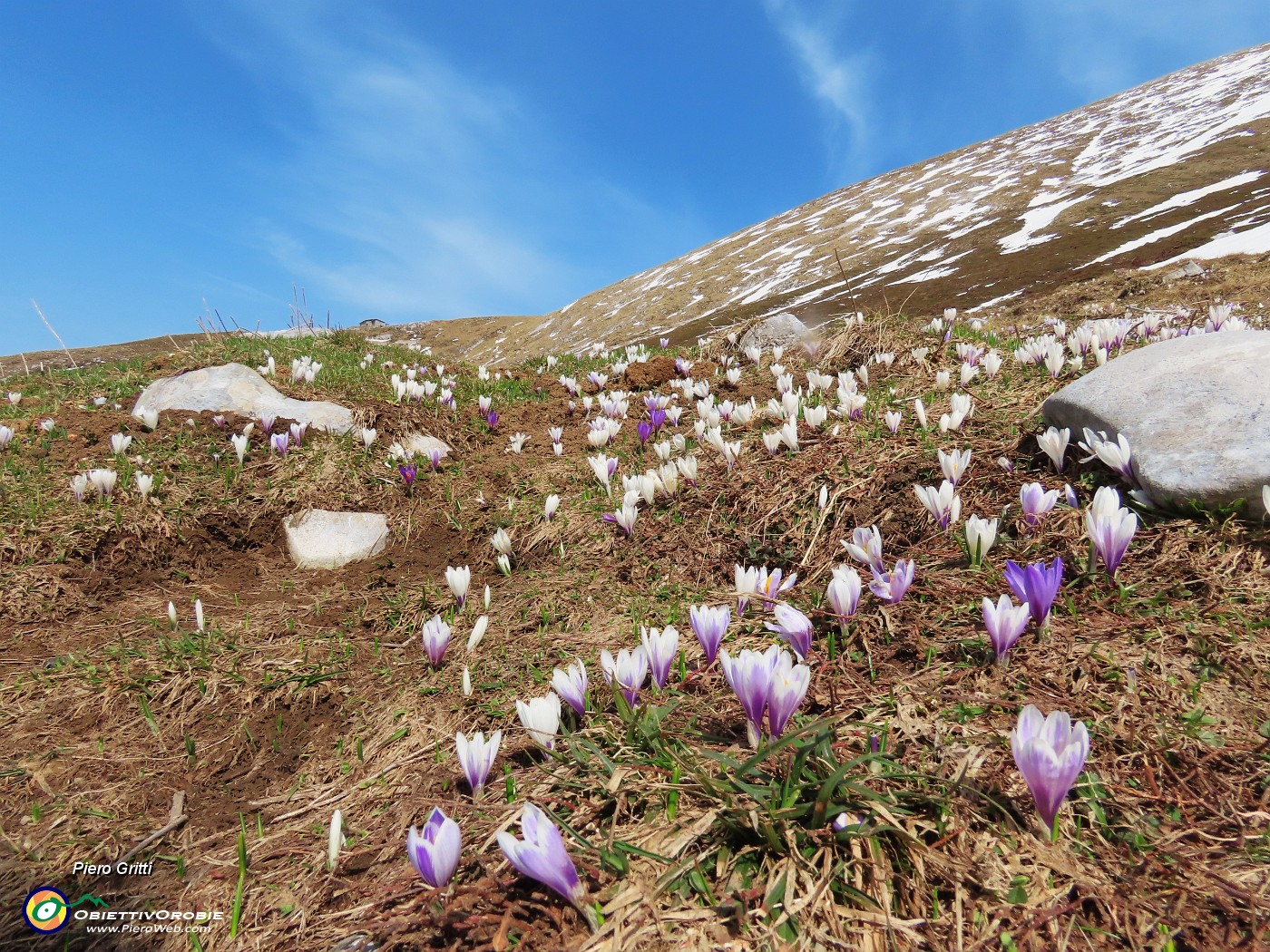 42 In salita da Baita Zuccone per Capanna 2000 Crocus vernus (Zafferano maggiore) bianchi e violetti.JPG